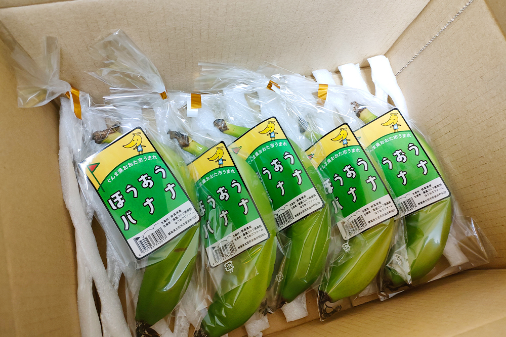 収穫したバナナ